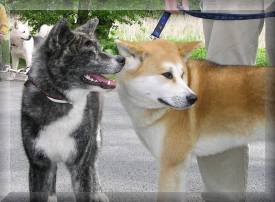 Inchiko + Mitsu
