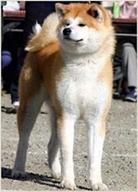 Koutaro Go Shirai Kennel
