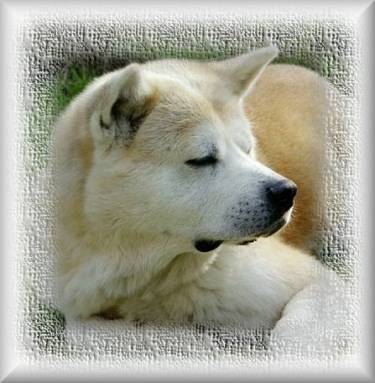 stolzer Bear