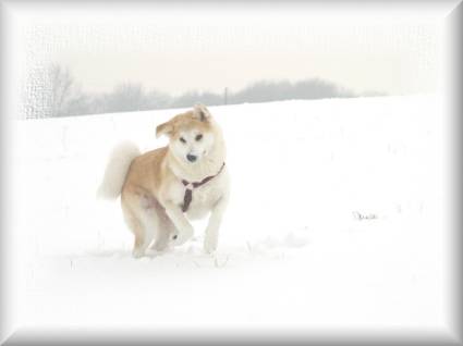 Jagd im Schnee
