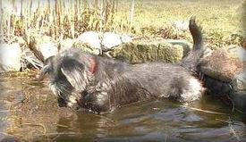 Laki im Teich
