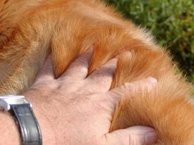 Haardichte Oktober 03