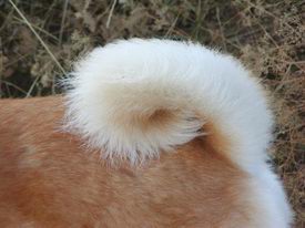 Haardichte Oktober 03