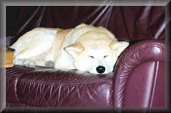 couch-hund