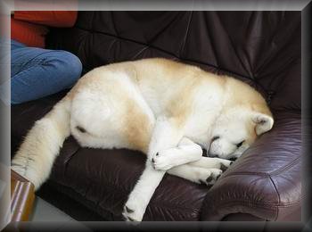 japanischer Klapphund