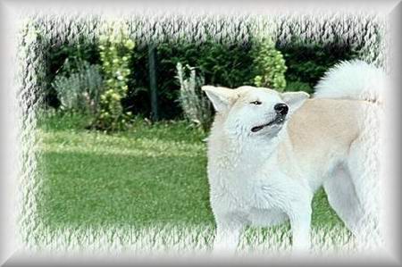 nasser Hund