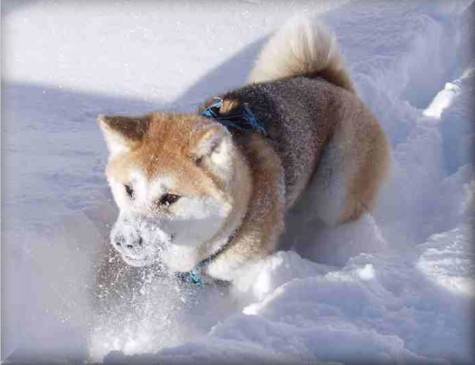 Binshu