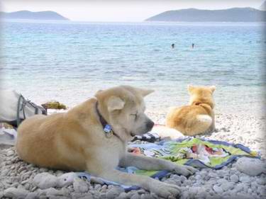 Akita auf Strand